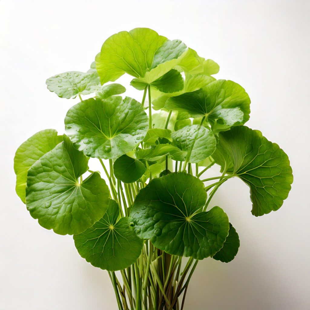 • Botanischer Name: Centella Asiatica • Aussehen: Runde bis nierenförmige Blätter mit deutlich sichtbaren Blattadern, meist hell- bis mittelgrün. • Eigenschaften: • Wird traditionell in der ayurvedischen und asiatischen Medizin verwendet. • Fördert die Wundheilung, stärkt die Hautbarriere und wirkt entzündungshemmend. • Sehr beliebt in der Hautpflege (besonders bei empfindlicher, gereizter oder alternder Haut).